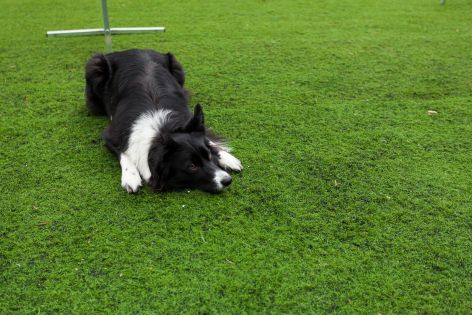 Sterilisering hund pris